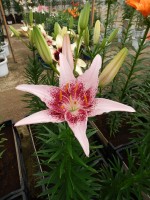 [4013 Dotcom No02.JPG]